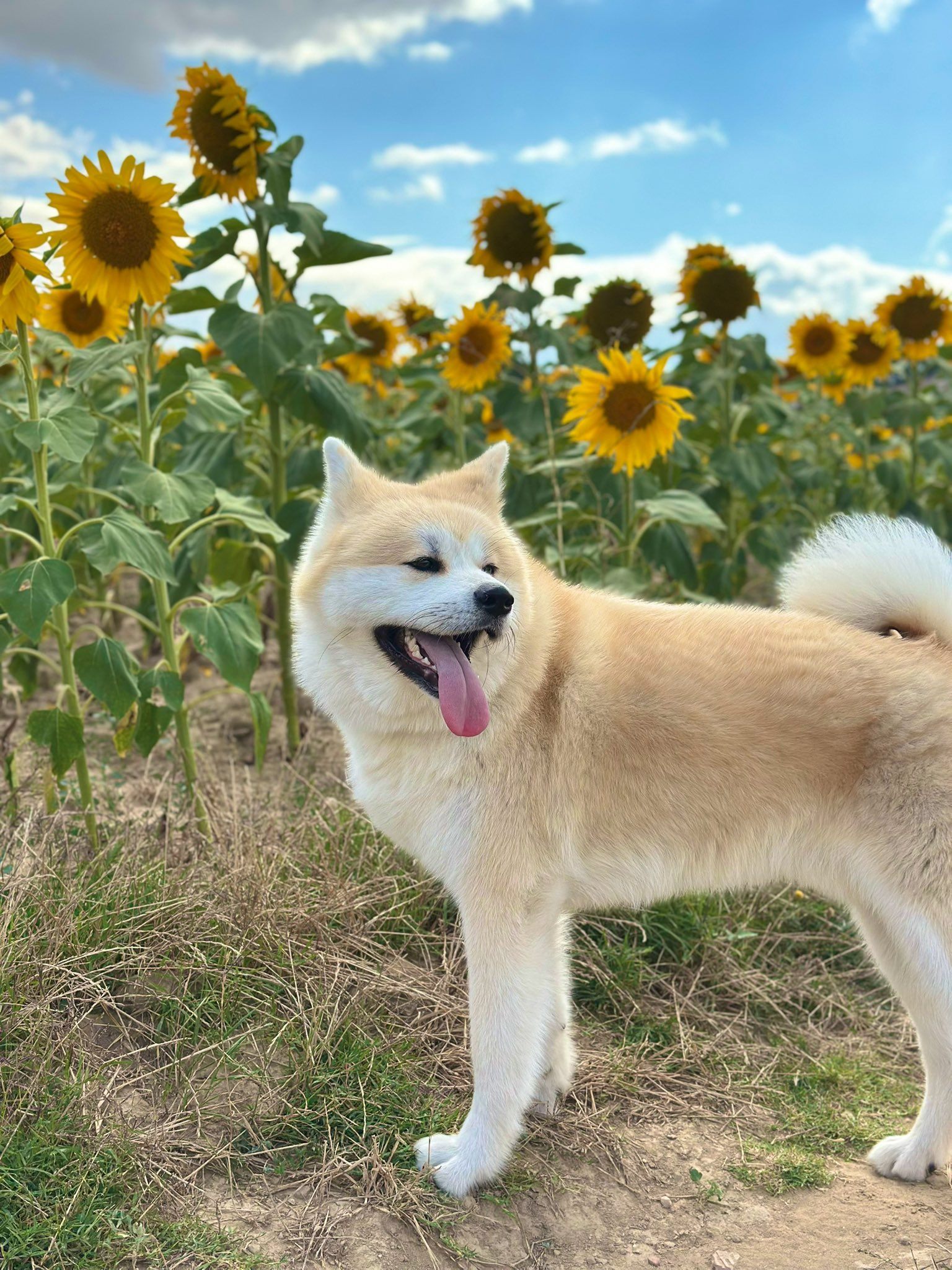 Kori